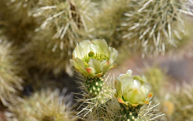 Teddy Bear Cholla is a native perennial cactus that blooms from March to June and again in September. Cylindropuntia bigelovii